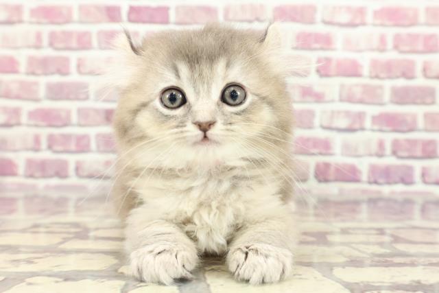 埼玉県のアメリカンカール (Coo&RIKU大宮店/2024年2月11日生まれ/女の子/ブルータビー)の子猫