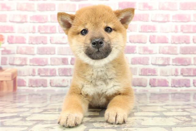 新潟県の柴犬(標準サイズ) (Coo&RIKU新潟西店/2024年2月11日生まれ/男の子/赤)の子犬