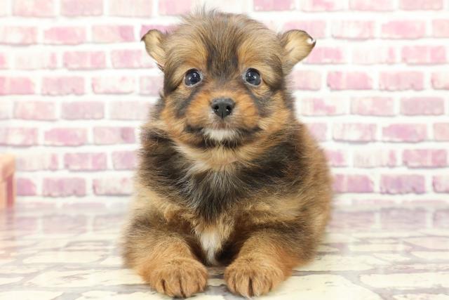 長野県のハーフ犬 (Coo&RIKU綿半権堂店/2024年2月12日生まれ/女の子/セーブル)の子犬