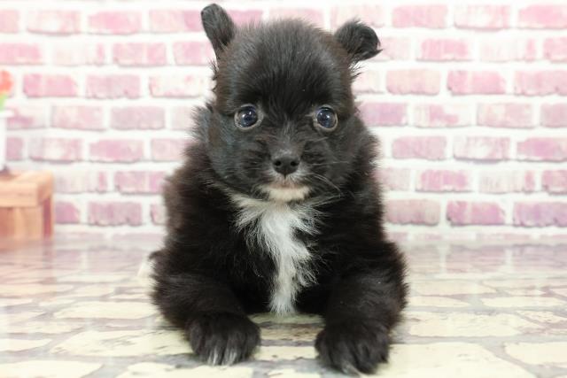 長野県のハーフ犬 (Coo&RIKU綿半中野店/2024年2月12日生まれ/女の子/ブラックホワイト)の子犬