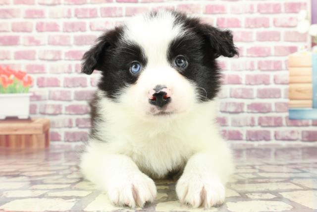 神奈川県のボーダーコリー (Coo&RIKU相模原店/2024年2月12日生まれ/男の子/ブラックホワイト)の子犬
