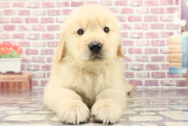 千葉県のゴールデンレトリバー (Coo&RIKU東船橋店/2024年2月12日生まれ/男の子/ゴールデン)の子犬