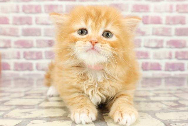 東京都のラガマフィン (Coo&RIKU立川店/2024年2月8日生まれ/女の子/レッドタビー)の子猫