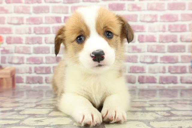 東京都のウェルシュコーギーペンブローク (Coo&RIKU赤坂店/2024年2月13日生まれ/男の子/セーブルホワイト)の子犬