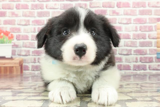 東京都のボーダーコリー (Coo&RIKU福生店/2024年2月8日生まれ/男の子/ブラックホワイト)の子犬