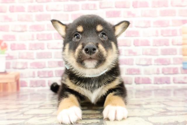 東京都のハーフ犬 (Coo&RIKU福生店/2024年2月12日生まれ/男の子/ブラックタンホワイト)の子犬