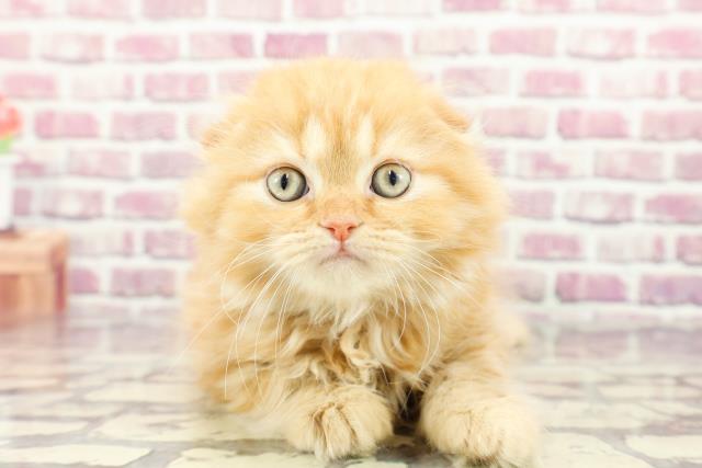 神奈川県のスコティッシュフォールド (Coo&RIKU平塚店/2024年2月11日生まれ/男の子/レッドタビー)の子猫