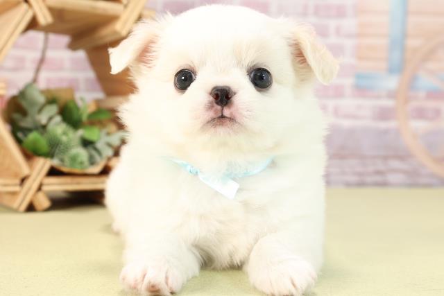 愛知県のハーフ犬 (Coo&RIKU瀬港線守山店/2024年2月10日生まれ/男の子/クリームホワイト)の子犬