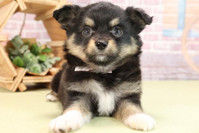 静岡県のハーフ犬 (Coo&RIKU沼津店/2024年2月12日生まれ/女の子/ブラックタン)の子犬