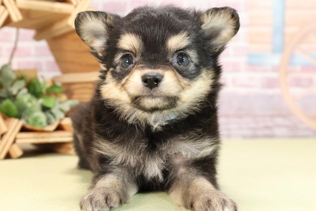 愛知県のハーフ犬 (Coo&RIKU東海店/2024年2月12日生まれ/男の子/ブラックタン)の子犬