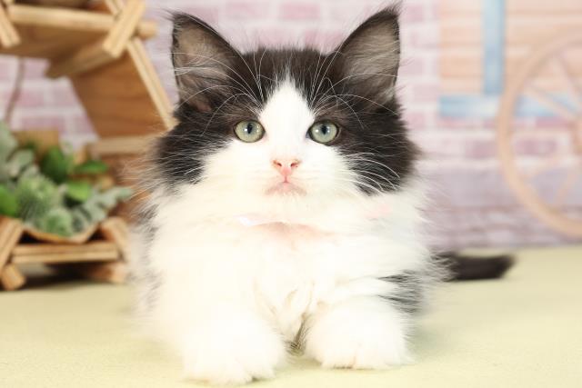 愛知県のノルウェージャンフォレストキャット (Coo&RIKU東海店/2024年2月2日生まれ/女の子/ブラックホワイト)の子猫