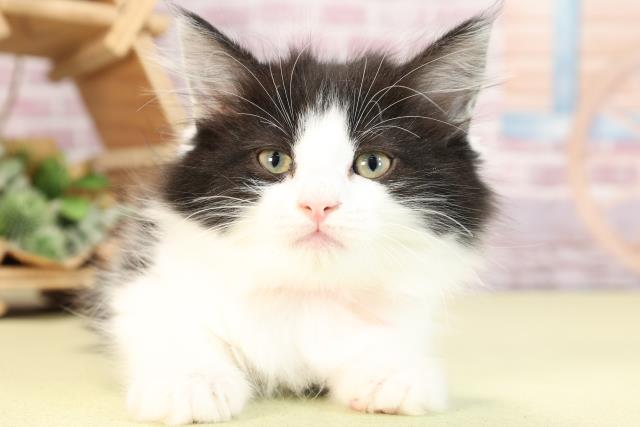 愛知県のノルウェージャンフォレストキャット (Coo&RIKU名古屋滝ノ水店/2024年2月2日生まれ/女の子/ブラックホワイト)の子猫