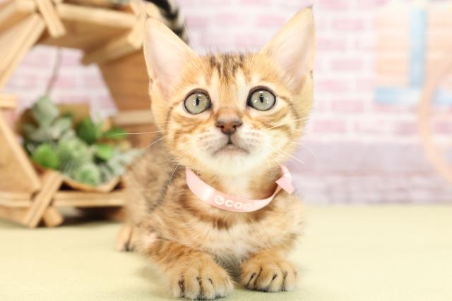 静岡県のジェネッタ (Coo&RIKU静岡SBS通り店/2024年2月9日生まれ/女の子/ブラウンスポットタビー)の子猫