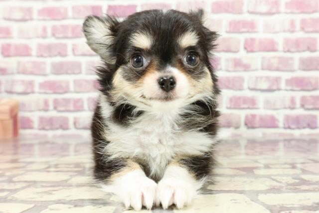 千葉県のチワワ(ロング) (Coo&RIKU南柏店/2024年2月7日生まれ/女の子/ブラックタンホワイト)の子犬