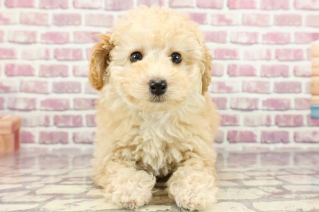 千葉県のトイプードル(トイ) (Coo&RIKU南柏店/2024年2月7日生まれ/女の子/アプリコット)の子犬
