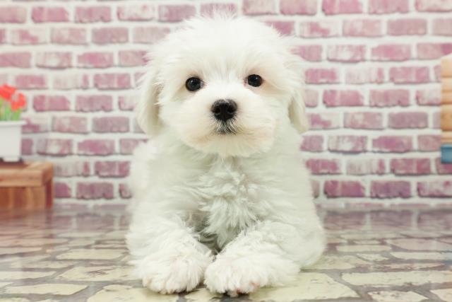 福島県のマルチーズ (Coo&RIKU郡山店/2024年2月9日生まれ/男の子/ホワイト)の子犬