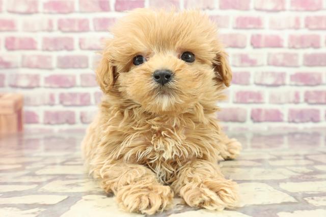 栃木県のマルプー(マルチーズ×プードル) (Coo&RIKU小山店/2024年2月11日生まれ/男の子/アプリコット)の子犬