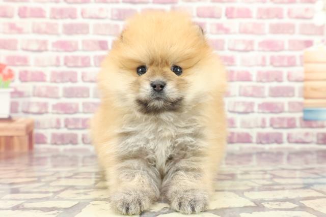 千葉県のポメラニアン (Coo&RIKU東金店/2024年2月13日生まれ/男の子/オレンジ)の子犬