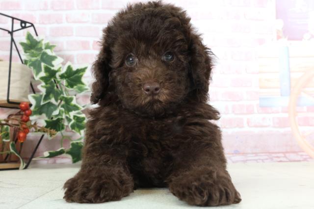 熊本県のトイプードル(トイ) (Coo&RIKU熊本店/2024年2月13日生まれ/男の子/ブラウン)の子犬