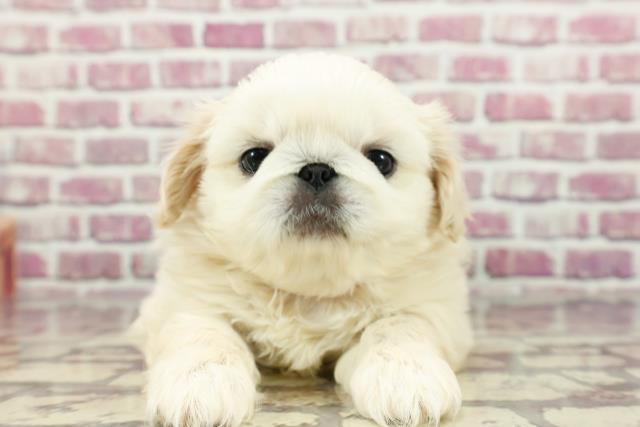 福島県のペキニーズ (Coo&RIKU郡山店/2024年2月12日生まれ/女の子/クリーム)の子犬