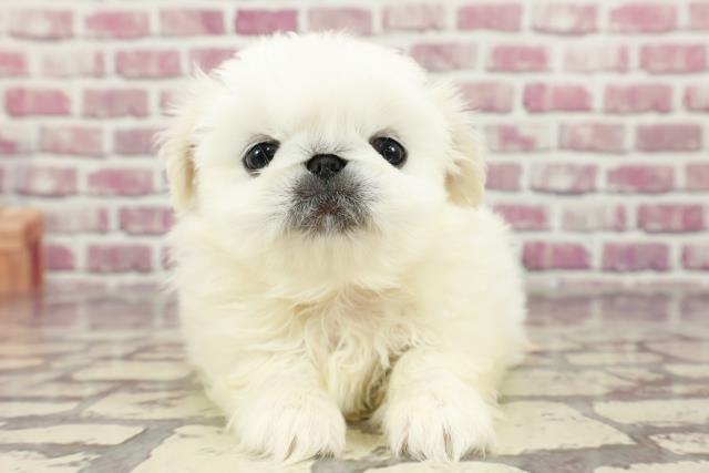 東京都のペキニーズ (Coo&RIKU武蔵小山店/2024年2月12日生まれ/女の子/ホワイト)の子犬