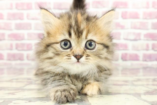 神奈川県のミヌエット (Coo&RIKU江の島店/2024年2月13日生まれ/女の子/ブラウンパッチドタビー)の子猫