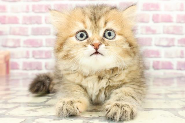 栃木県のミヌエット (Coo&RIKU小山店/2024年2月13日生まれ/女の子/ブラウンパッチドタビー)の子猫
