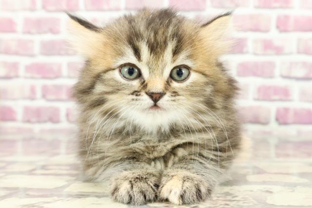 広島県のミヌエット (Coo&RIKU福山店/2024年2月13日生まれ/女の子/ブラウンパッチドタビー)の子猫