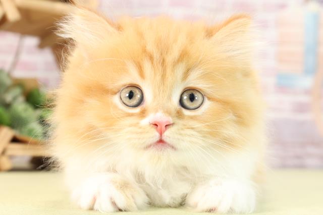 静岡県のミヌエット (Coo&RIKU静岡SBS通り店/2024年2月12日生まれ/女の子/レッドタビーホワイト)の子猫