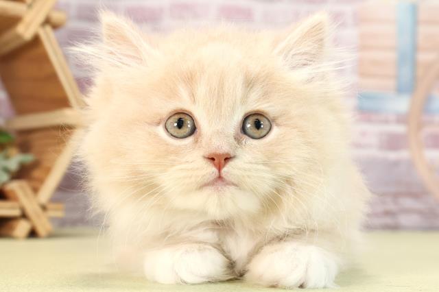 兵庫県のミヌエット (Coo&RIKU伊丹店/2024年2月12日生まれ/女の子/クリームタビーホワイト)の子猫