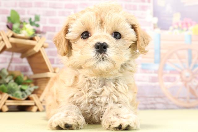 兵庫県のマルプー(マルチーズ×プードル) (Coo&RIKU尼崎店/2024年2月11日生まれ/男の子/クリームホワイト)の子犬