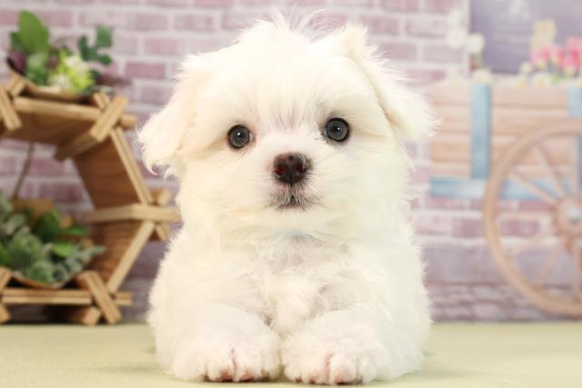 兵庫県のマルチーズ (Coo&RIKU三木店/2024年2月11日生まれ/男の子/ホワイト)の子犬