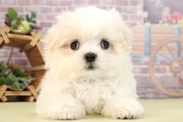 福岡県のマルチーズ (Coo&RIKU筑後店/2024年2月11日生まれ/男の子/ホワイト)の子犬