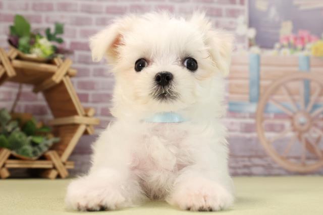 沖縄県のマルチーズ (Coo&RIKUイオン北谷店/2024年2月10日生まれ/男の子/ホワイト)の子犬