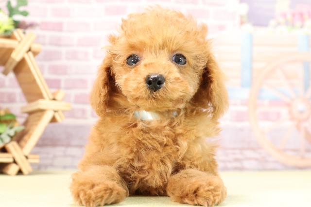 静岡県のトイプードル(トイ) (Coo&RIKU沼津店/2024年2月6日生まれ/男の子/レッドフォーン)の子犬