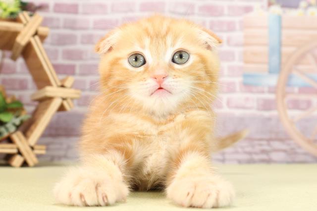 静岡県のスコティッシュフォールド (Coo&RIKU沼津店/2024年2月14日生まれ/男の子/レッドタビー)の子猫