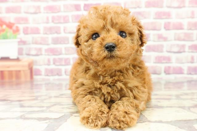 千葉県のトイプードル(トイ) (Coo&RIKU東金店/2024年2月14日生まれ/男の子/レッド)の子犬