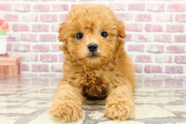 栃木県のトイプードル(トイ) (Coo&RIKU足利店/2024年2月14日生まれ/女の子/レッド)の子犬