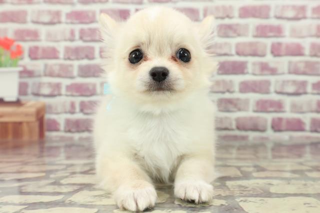 東京都のチワワ(ロング) (Coo&RIKU板橋店/2024年2月13日生まれ/男の子/クリームホワイト)の子犬