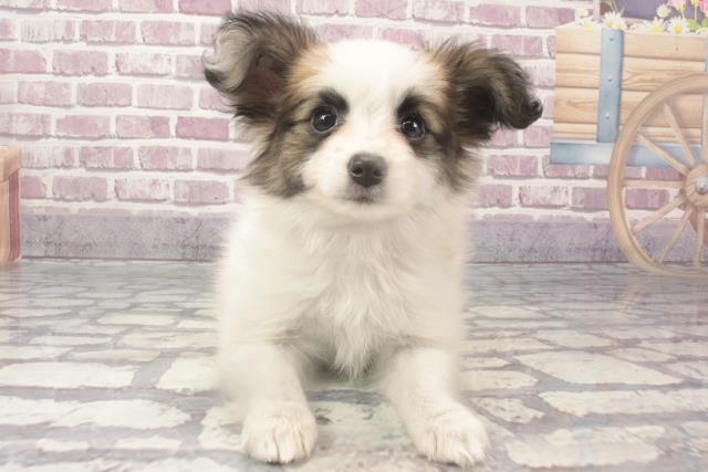 兵庫県のパピヨン (Coo&RIKU尼崎店/2024年2月13日生まれ/女の子/ホワイトレッド)の子犬