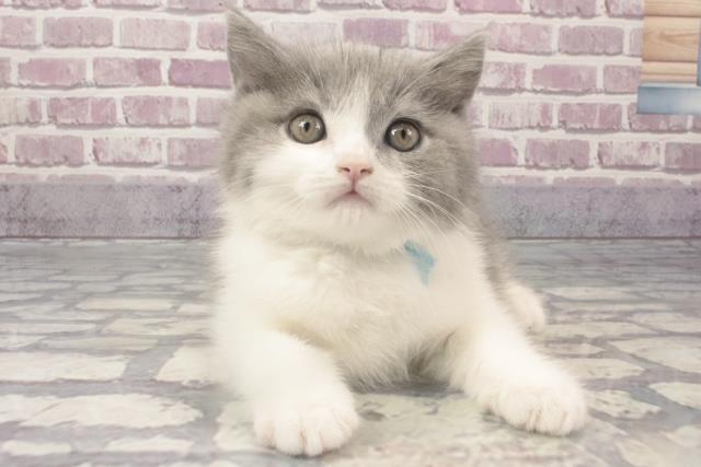 大阪府のブリティッシュショートヘアー (Coo&RIKU枚方店/2024年2月14日生まれ/男の子/ブルーホワイト)の子猫