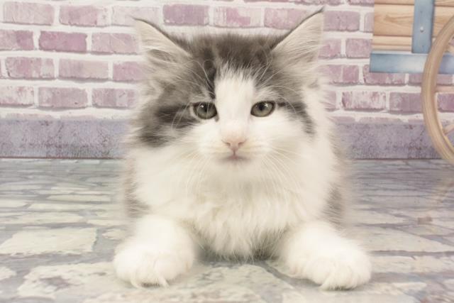 兵庫県のノルウェージャンフォレストキャット (Coo&RIKU姫路店/2024年2月13日生まれ/男の子/ブルータビーホワイト)の子猫