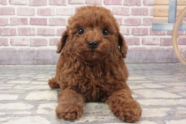 奈良県のトイプードル(トイ) (Coo&RIKU天理店/2024年2月15日生まれ/男の子/レッド)の子犬
