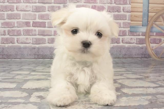 沖縄県のマルチーズ (Coo&RIKU石垣店/2024年2月14日生まれ/男の子/ホワイト)の子犬