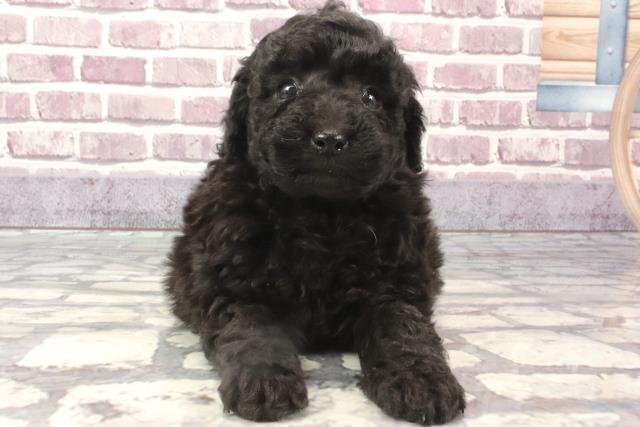 滋賀県のトイプードル(トイ) (Coo&RIKU東近江店/2024年2月15日生まれ/男の子/ブラック)の子犬