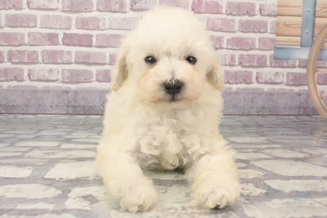 和歌山県のトイプードル(トイ) (Coo&RIKU和歌山店/2024年2月14日生まれ/男の子/ホワイト)の子犬