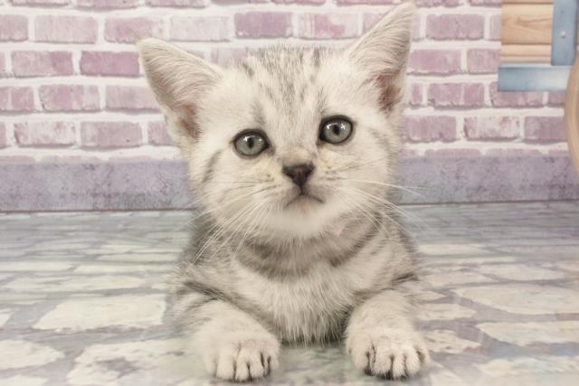 兵庫県のアメリカンショートヘアー (Coo&RIKU姫路店/2024年2月13日生まれ/女の子/シルバータビー)の子猫