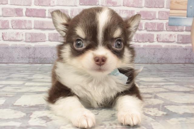 兵庫県のチワワ(ロング) (Coo&RIKU尼崎店/2024年2月14日生まれ/男の子/チョコレートタンホワイト)の子犬