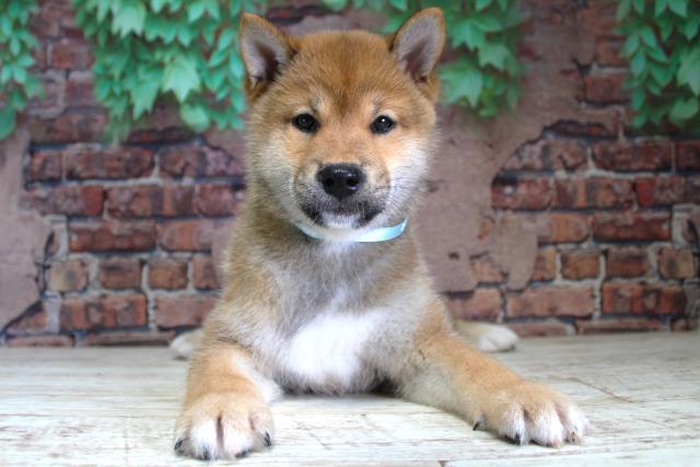 北海道の柴犬(標準サイズ) (Coo&RIKU函館店/2024年2月15日生まれ/男の子/赤)の子犬