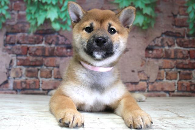 北海道の柴犬(標準サイズ) (Coo&RIKU旭川店/2024年2月15日生まれ/女の子/赤)の子犬